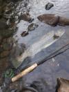 Fario mâle 52 cm - Cantal - Nymphe nokill
