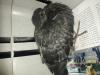 Jeune pigeon a besoin d'aide