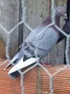 pigeons a vendre