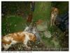 Mes chiens