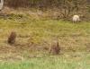 sanglier