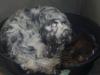 entre chien et chat