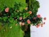 La vie avec des roses