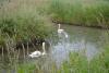 cygnes