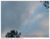 Vol de grues