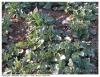PLANT DE COLZA