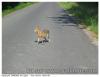 Capture insolite