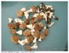 Morilles