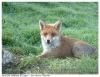 RENARD