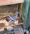pigeonneau aile coincée