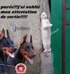 ATTESTATION DE SORTIE