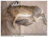 T-chasse02/10/05