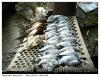 Chasse belge