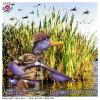 Chasse au canard