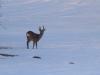 plaisirs d hiver