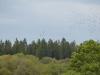 palombe du doubs