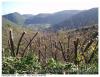 Paysage lias