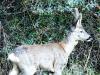 Cervus capreolus