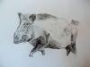 Sanglier