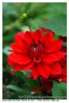 Fleur