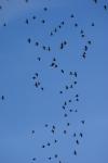 migrationna;-)