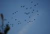 le bruit des ailes