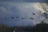 les grands oiseaux