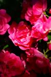 les roses