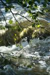 peche