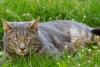 cachou 3ans