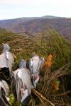 chasse
