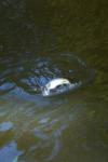 peche