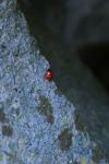 coccinelle