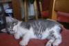 chatminou