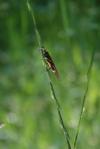peche a la mouche