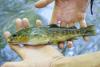 peche