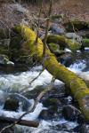 peche