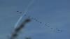 cormorans