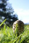 automne
