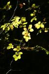 automne