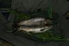 peche