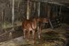 une aprem à la ferme