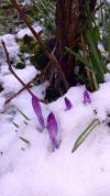 Crocus