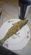 Fario