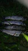 Belle peche