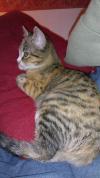 Capucine