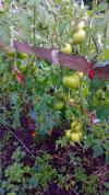 Tomates