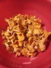 Girolles