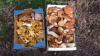 Les champignons