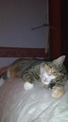 Capucine